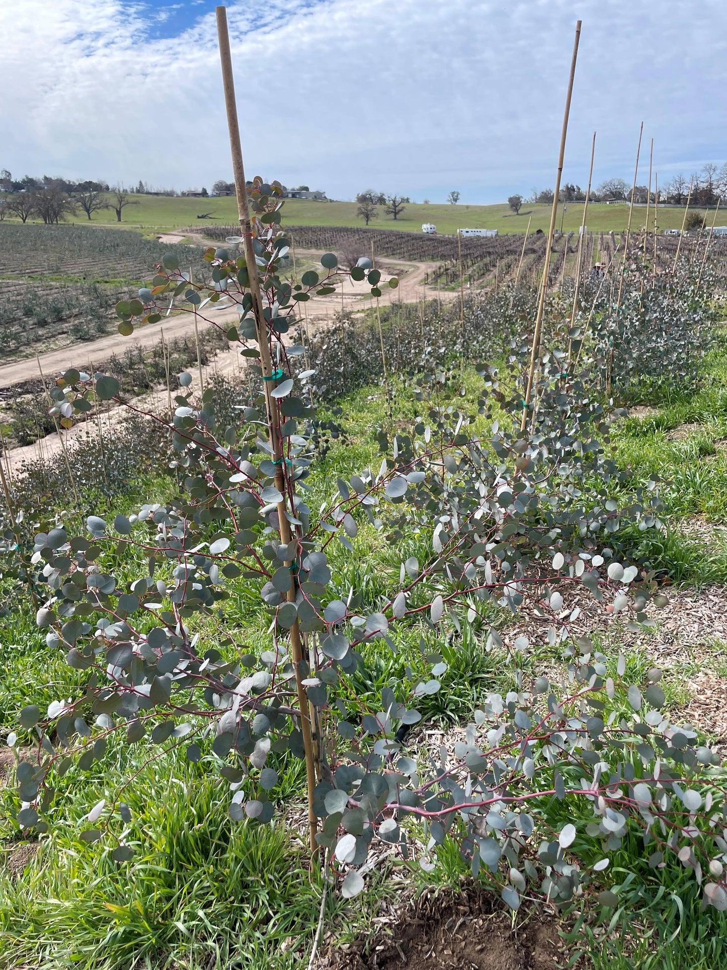 Fresh Eucalyptus Silver Dollar + Baby Blue Mixed Bunches