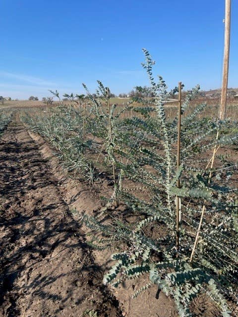 Fresh Eucalyptus Silver Dollar + Baby Blue Mixed Bunches