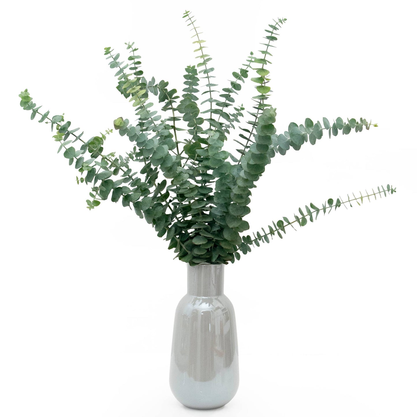 Fresh Eucalyptus Silver Dollar + Baby Blue Mixed Bunches