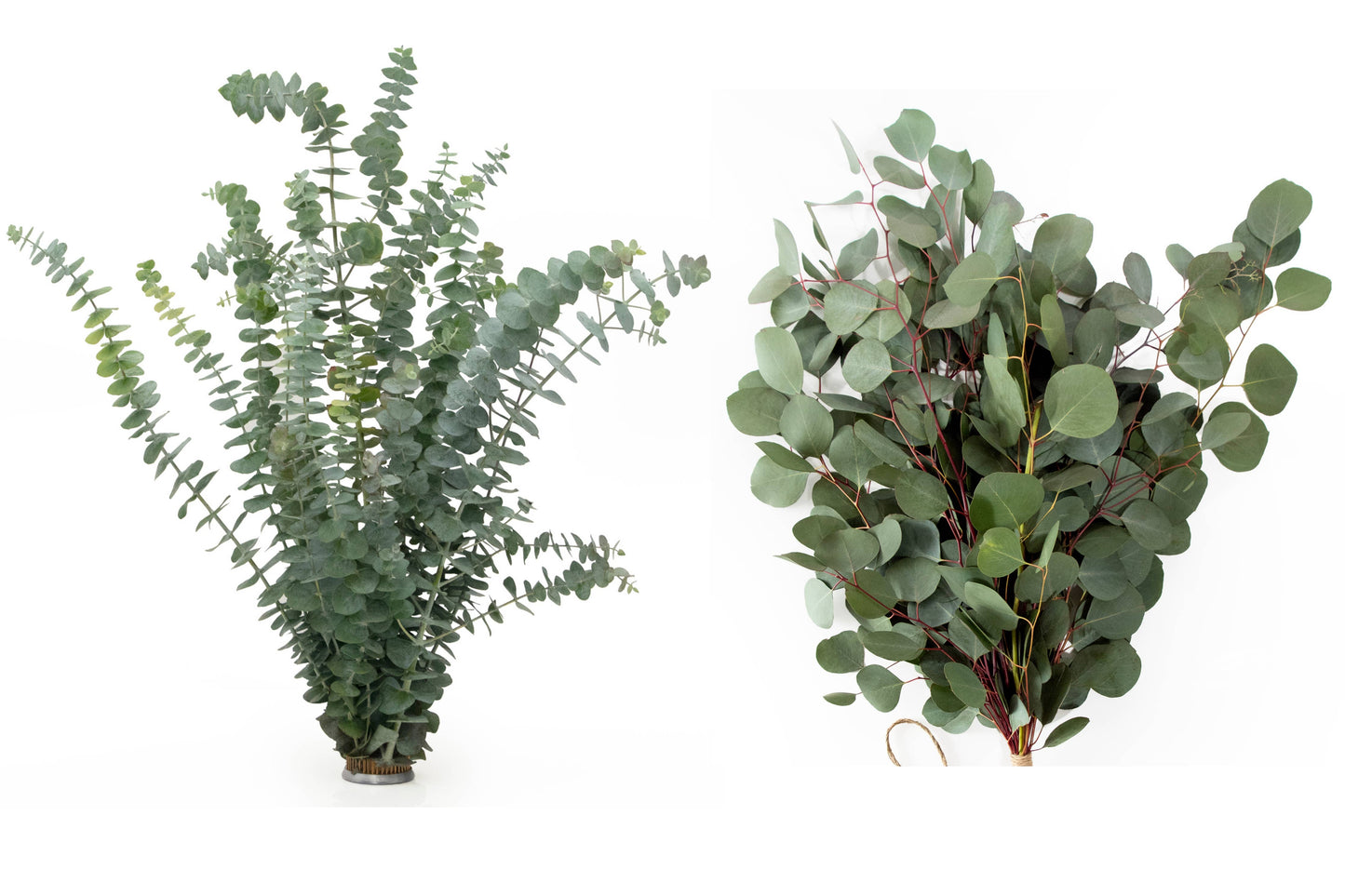 Fresh Eucalyptus Silver Dollar + Baby Blue Mixed Bunches