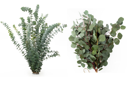 Fresh Eucalyptus Silver Dollar + Baby Blue Mixed Bunches