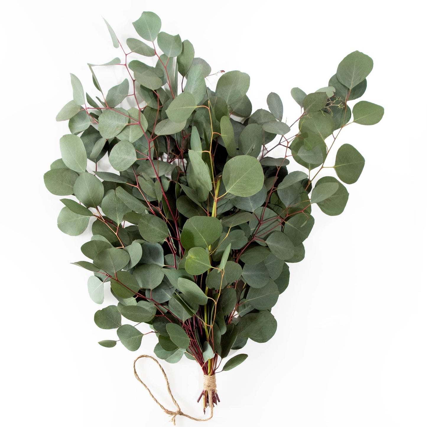Fresh Eucalyptus Silver Dollar + Baby Blue Mixed Bunches